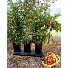 Chilli Grow Planter